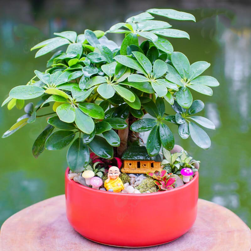 Hình ảnh cây ngũ gia bì 2