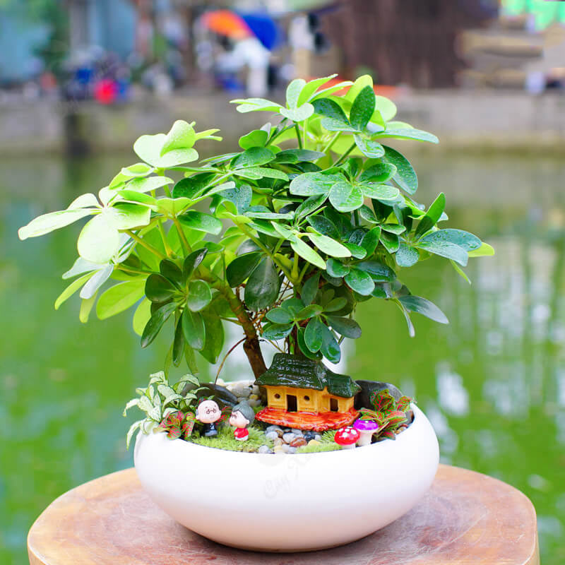 Hình ảnh cây ngũ gia bì 3