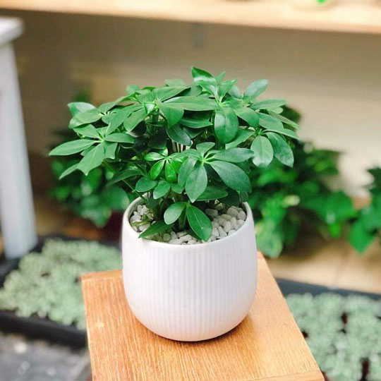 Hình ảnh cây ngũ gia bì 4