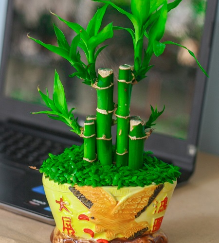 Cây phát lộc là gì? Cây phát lộc là gì?