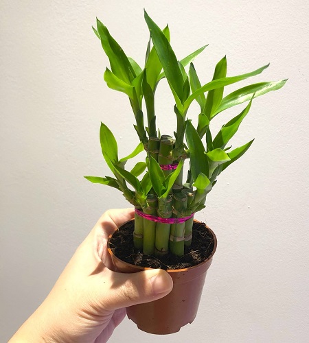 Các loại cây phát lộc Các loại cây phát lộc