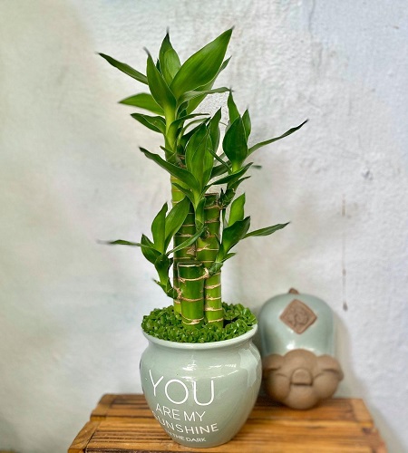 Cây phát lộc có độc không? Cây phát lộc có độc không?