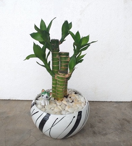 Cây phát lộc để trong nhà có tốt không? Cây phát lộc để trong nhà có tốt không?