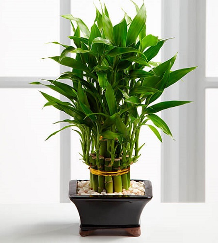 Cây phát lộc hợp tuổi nào? Cây phát lộc hợp tuổi nào?