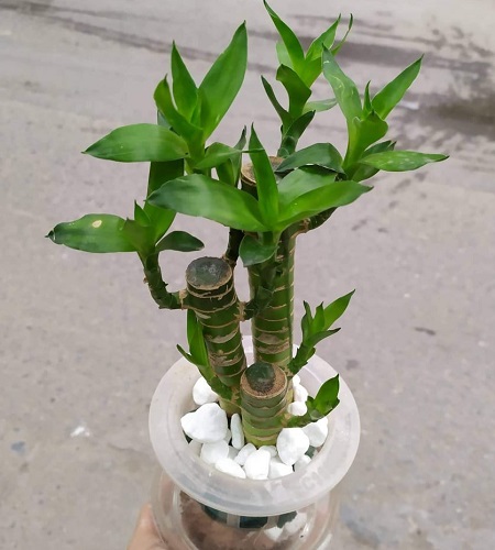 Cây phát lộc hợp mệnh nào? Cây phát lộc hợp mệnh nào?