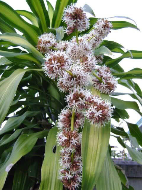 Cây phát tài ra hoa tốt hay xấu?