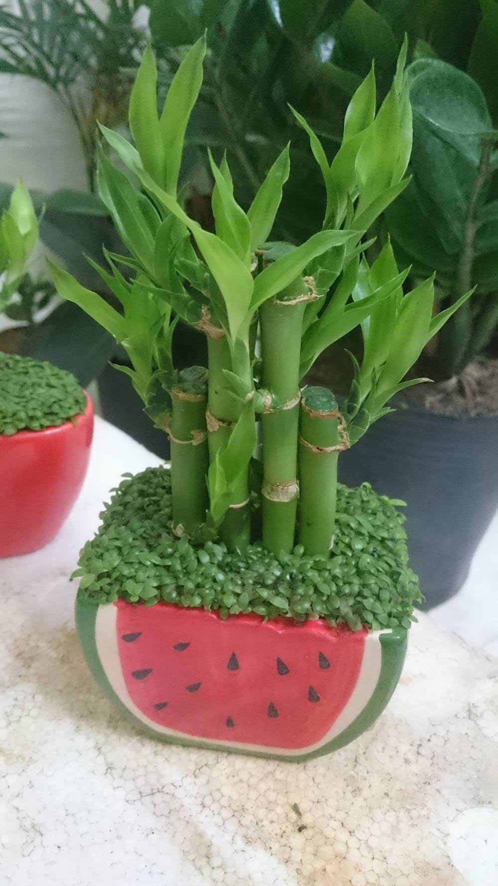 Tìm hiểu về cây phát tài