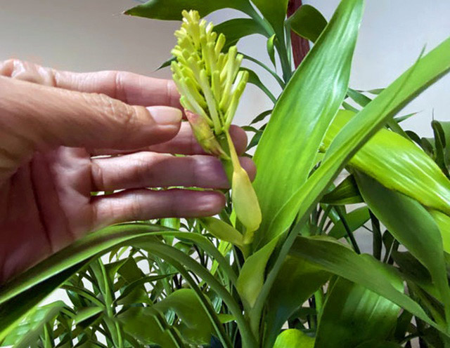 Hình ảnh cây phát tài 1