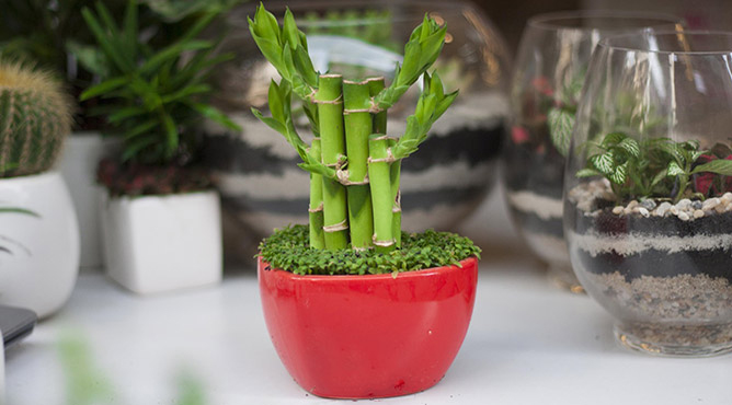 Hình ảnh cây phát tài 2