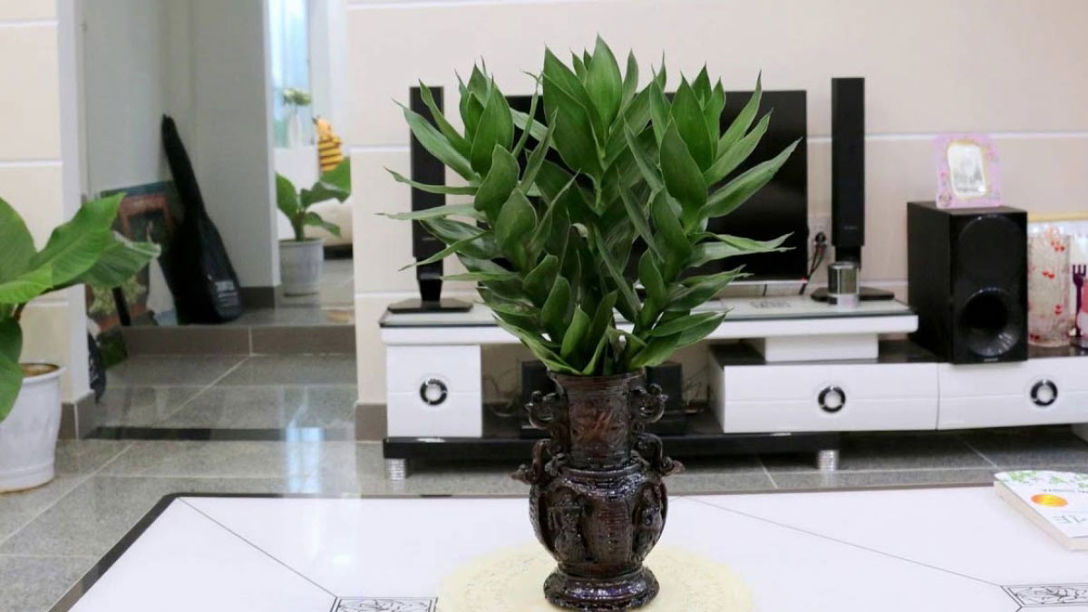 Hình ảnh cây phát tài 3