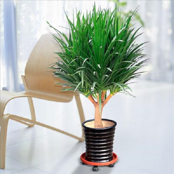 Cây phát tài núi