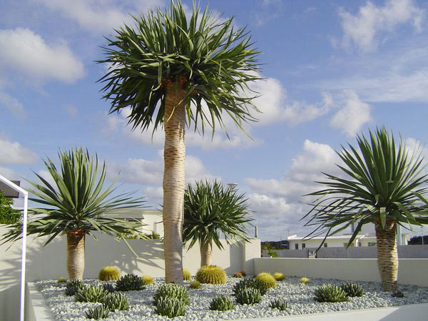 Cây phát tài núi