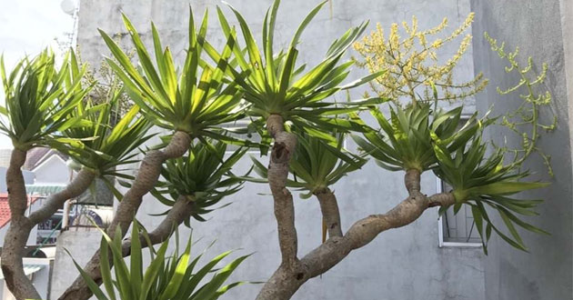 Cây phát tài núi