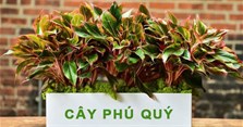 Cây phú quý hợp mệnh gì, có độc không? Cây phú quý ra hoa có ý nghĩa gì?