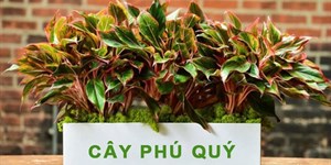 Cây phú quý hợp mệnh gì, có độc không? Cây phú quý ra hoa có ý nghĩa gì?