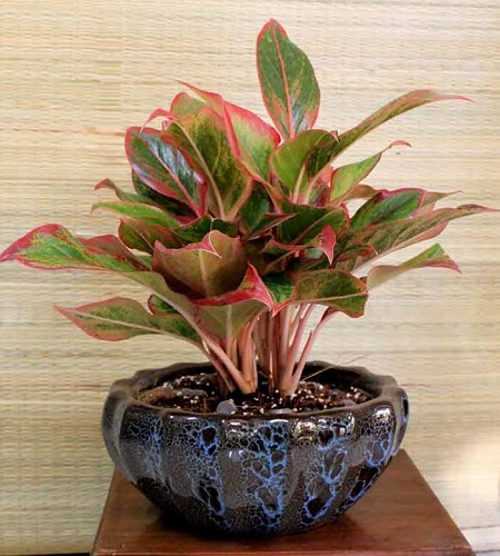 Cây phú quý là cây gì? Cây phú quý là cây gì?