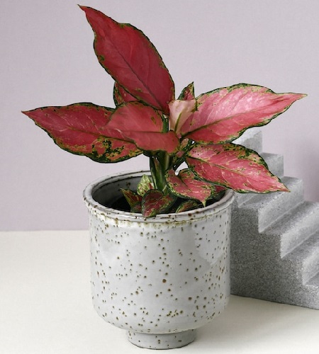 Ý nghĩa của cây phú quý trong phong thủy Ý nghĩa của cây phú quý trong phong thủy