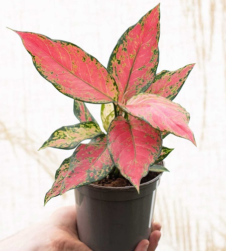 Cây phú quý ra hoa có ý nghĩa gì? Cây phú quý ra hoa có ý nghĩa gì?