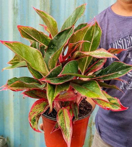 Cây phú quý có độc không? Cây phú quý có độc không?