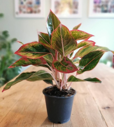 Cây phú quý hợp tuổi gì? Cây phú quý hợp tuổi gì?