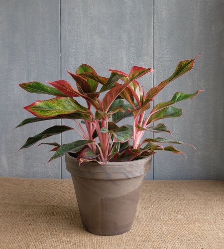 Cây phú quý hợp mệnh gì? Cây phú quý hợp mệnh gì?