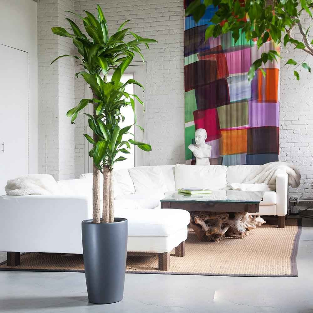 Cây thiết mộc lan Cây thiết mộc lan