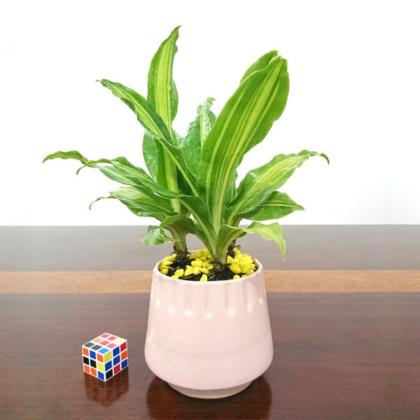 Cây thiết mộc lan Cây thiết mộc lan