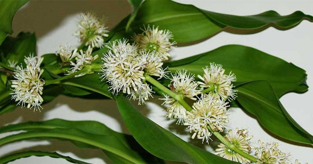 Cây thiết mộc lan Cây thiết mộc lan