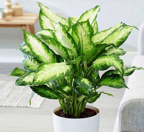 Cây vạn niên thanh Cây vạn niên thanh