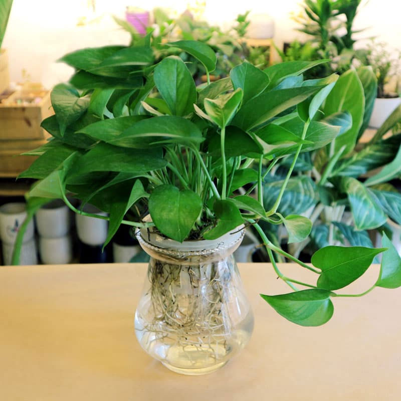 Cây vạn niên thanh Cây vạn niên thanh