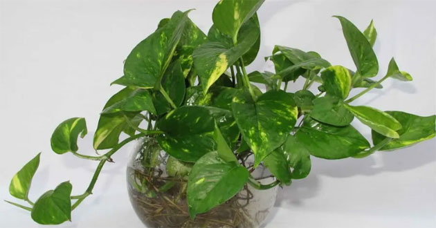 Cây vạn niên thanh Cây vạn niên thanh