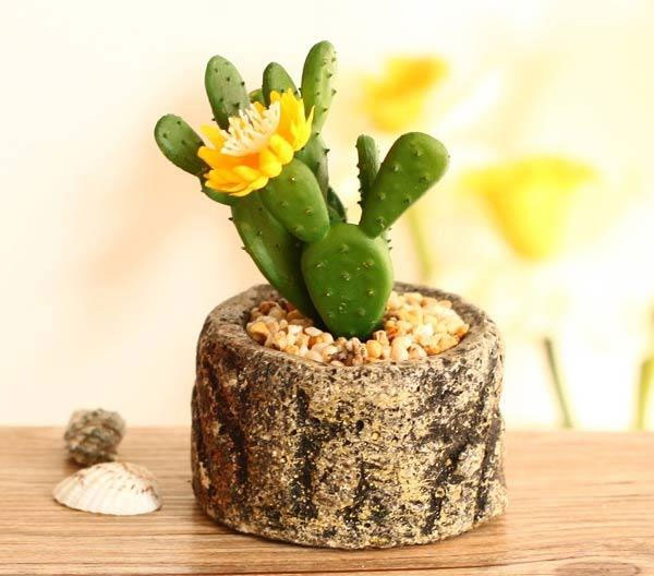 Cây để bàn cho tuổi Thìn