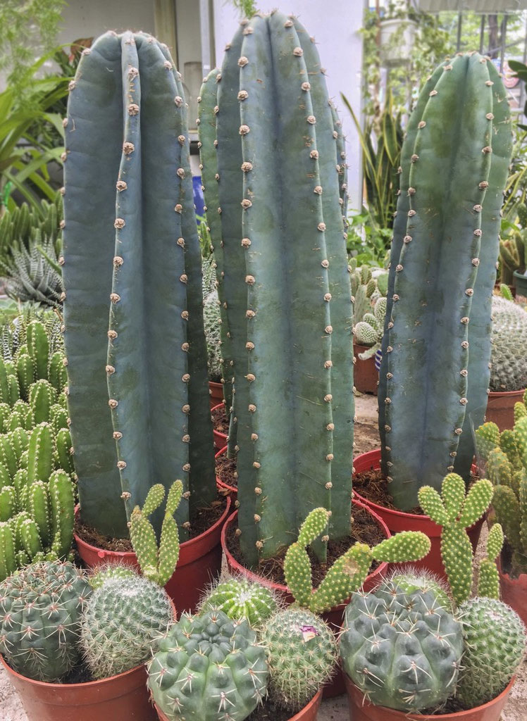 Xương rồng trụ