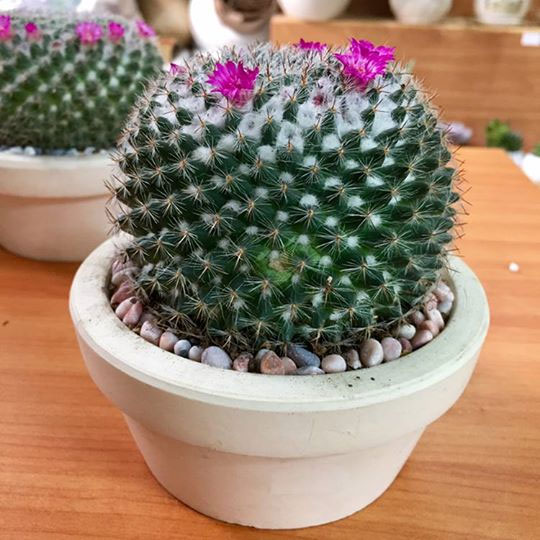 Xương rồng bánh sinh nhật