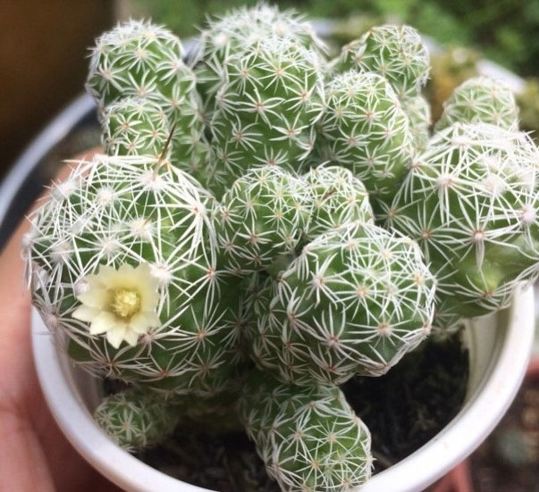 Xương rồng tuyết