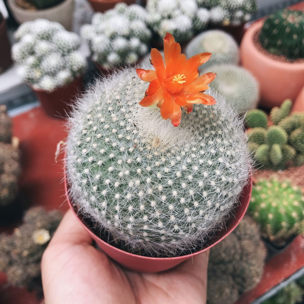 Xương rồng thiên nga