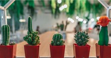 Cây xương rồng có ý nghĩa gì? Tên và hình ảnh các loại xương rồng