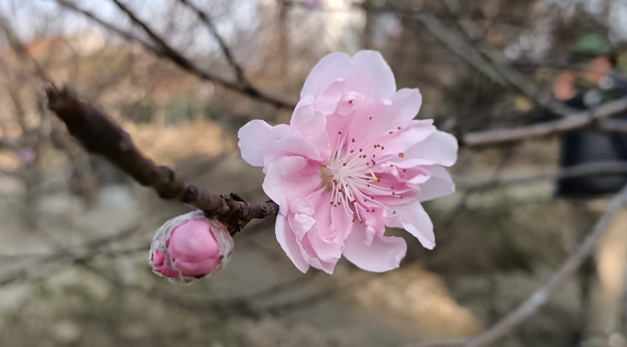 Hoa đào phai Hoa đào phai