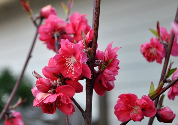 Phân biệt đào phai và đào bích Phân biệt đào phai và đào bích