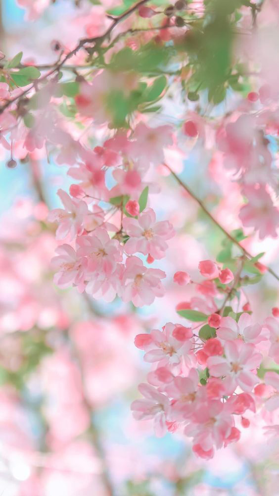 Hình nền ảnh hoa đào đẹp