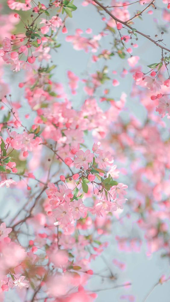 Hình nền hoa đào Tết