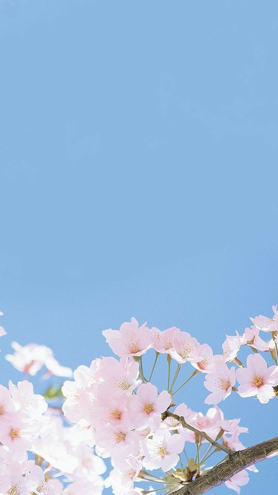 Hình nền hoa đào mùa Xuân