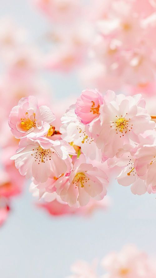 Hình nền hoa đào đẹp