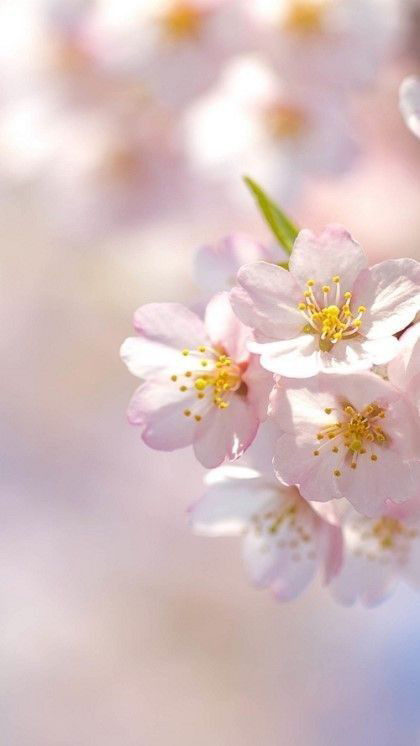 Hình nền bông hoa đào đẹp