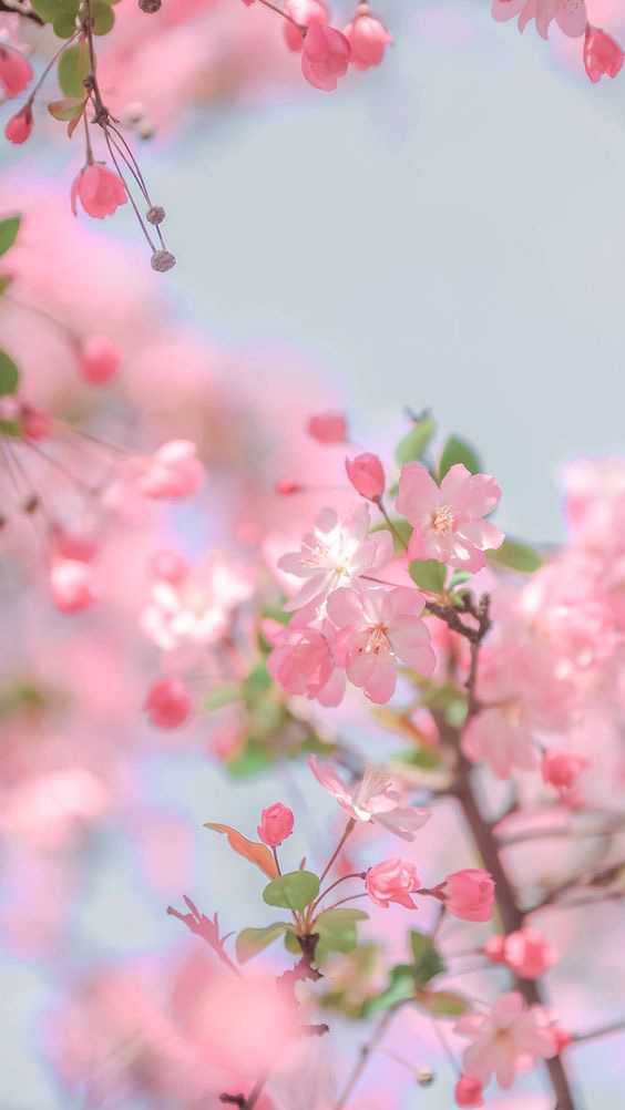 Hình nền hoa đào