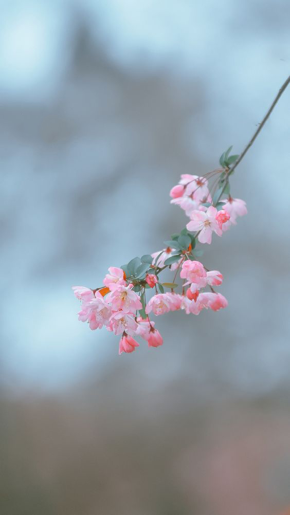 Ảnh nền hoa đào