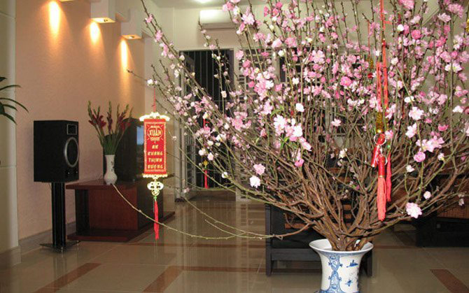 Ảnh hoa đào chúc mừng năm mới