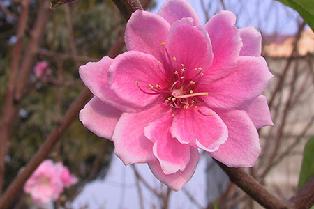 Hình ảnh hoa đào rừng đẹp