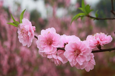 Ảnh hoa đào full HD