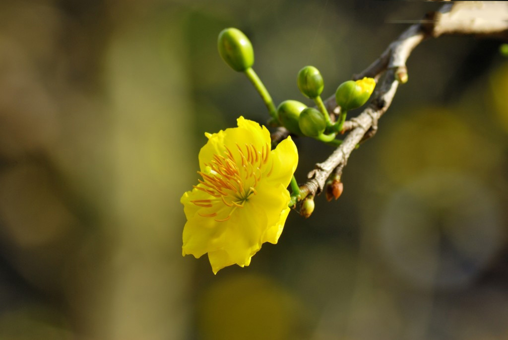 Hình ảnh cành mai vàng đẹp Hình ảnh cành mai vàng đẹp